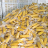 Industrial High‑Barrier Retort Pouch for Corn Kernels, Whole Cobs, and Long‑Shelf‑Life Processed Food Manufacturing